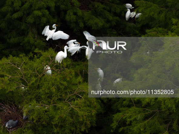 Flocks of egrets are breeding and foraging in the branches of the water forest scenic spot in Jinhu County, Huai'an city, East China's Jiang...