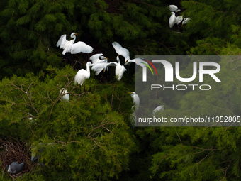 Flocks of egrets are breeding and foraging in the branches of the water forest scenic spot in Jinhu County, Huai'an city, East China's Jiang...