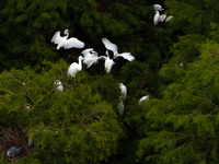 Flocks of egrets are breeding and foraging in the branches of the water forest scenic spot in Jinhu County, Huai'an city, East China's Jiang...