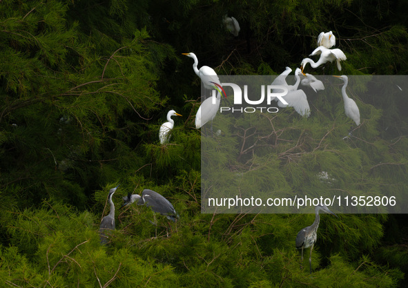 Flocks of egrets are breeding and foraging in the branches of the water forest scenic spot in Jinhu County, Huai'an city, East China's Jiang...