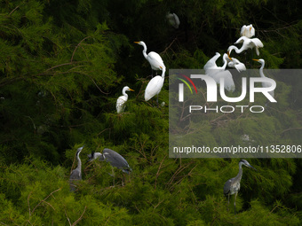 Flocks of egrets are breeding and foraging in the branches of the water forest scenic spot in Jinhu County, Huai'an city, East China's Jiang...