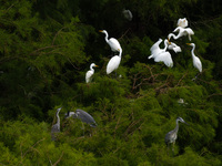 Flocks of egrets are breeding and foraging in the branches of the water forest scenic spot in Jinhu County, Huai'an city, East China's Jiang...