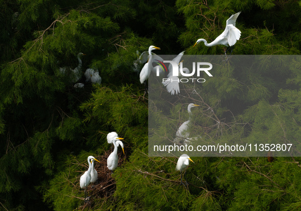 Flocks of egrets are breeding and foraging in the branches of the water forest scenic spot in Jinhu County, Huai'an city, East China's Jiang...