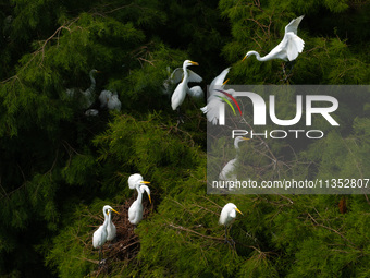 Flocks of egrets are breeding and foraging in the branches of the water forest scenic spot in Jinhu County, Huai'an city, East China's Jiang...