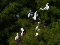 Flocks of egrets are breeding and foraging in the branches of the water forest scenic spot in Jinhu County, Huai'an city, East China's Jiang...