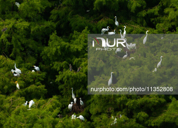 Flocks of egrets are breeding and foraging in the branches of the water forest scenic spot in Jinhu County, Huai'an city, East China's Jiang...