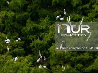 Flocks of egrets are breeding and foraging in the branches of the water forest scenic spot in Jinhu County, Huai'an city, East China's Jiang...