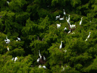 Flocks of egrets are breeding and foraging in the branches of the water forest scenic spot in Jinhu County, Huai'an city, East China's Jiang...