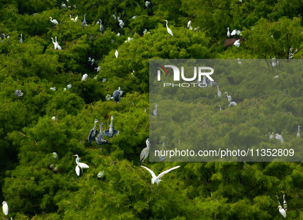 Flocks of egrets are breeding and foraging in the branches of the water forest scenic spot in Jinhu County, Huai'an city, East China's Jiang...