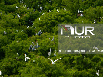 Flocks of egrets are breeding and foraging in the branches of the water forest scenic spot in Jinhu County, Huai'an city, East China's Jiang...