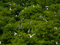 Flocks of egrets are breeding and foraging in the branches of the water forest scenic spot in Jinhu County, Huai'an city, East China's Jiang...