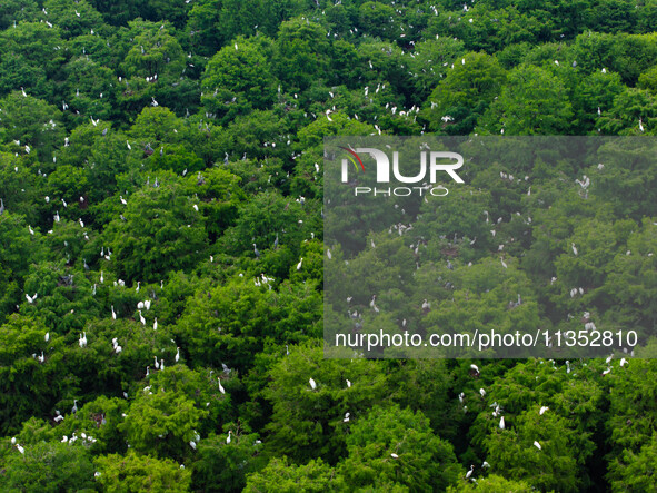 Flocks of egrets are breeding and foraging in the branches of the water forest scenic spot in Jinhu County, Huai'an city, East China's Jiang...