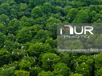 Flocks of egrets are breeding and foraging in the branches of the water forest scenic spot in Jinhu County, Huai'an city, East China's Jiang...