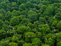 Flocks of egrets are breeding and foraging in the branches of the water forest scenic spot in Jinhu County, Huai'an city, East China's Jiang...