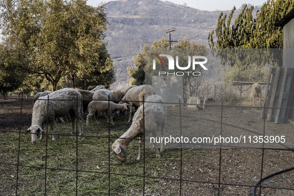 The wildfire season is starting in Greece. The wildfire that is breaking out in villages of the Ilia prefecture, in the Peloponnese, is thre...