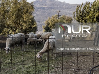 The wildfire season is starting in Greece. The wildfire that is breaking out in villages of the Ilia prefecture, in the Peloponnese, is thre...