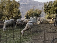 The wildfire season is starting in Greece. The wildfire that is breaking out in villages of the Ilia prefecture, in the Peloponnese, is thre...