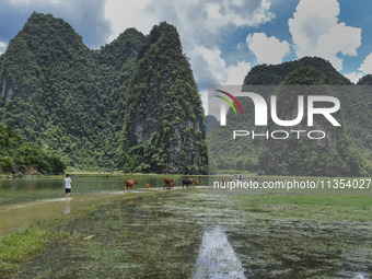 Vehicles are driving on a ''water highway'' formed by floods along a rural road in Chongzuo, China, on June 23, 2024. (