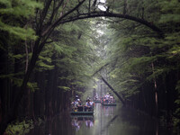 Tourists are riding a bamboo raft in the Golden Lake Water Forest Park in Huai'an, China, on June 22, 2024. (