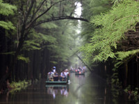 Tourists are riding a bamboo raft in the Golden Lake Water Forest Park in Huai'an, China, on June 22, 2024. (