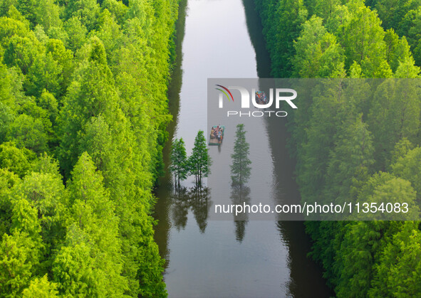 Tourists are riding a bamboo raft in the Golden Lake Water Forest Park in Huai'an, China, on June 22, 2024. 