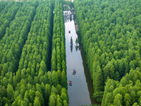 Tourists are riding a bamboo raft in the Golden Lake Water Forest Park in Huai'an, China, on June 22, 2024. (