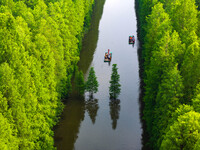 Tourists are riding a bamboo raft in the Golden Lake Water Forest Park in Huai'an, China, on June 22, 2024. (