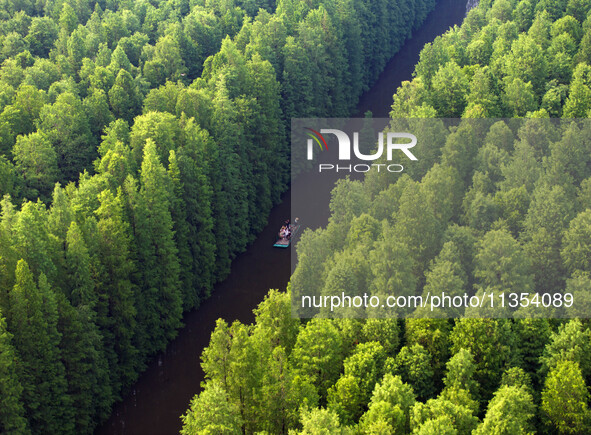 Tourists are riding a bamboo raft in the Golden Lake Water Forest Park in Huai'an, China, on June 22, 2024. 