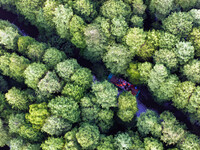 Tourists are riding a bamboo raft in the Golden Lake Water Forest Park in Huai'an, China, on June 22, 2024. (