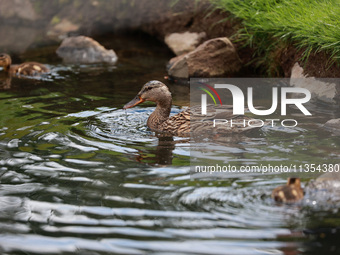 Ducks swim in the water on the 5th green during Day Three of the KPMG Women's PGA Championship at Sahalee Country Club in Sammamish, Washing...