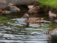 Ducks swim in the water on the 5th green during Day Three of the KPMG Women's PGA Championship at Sahalee Country Club in Sammamish, Washing...