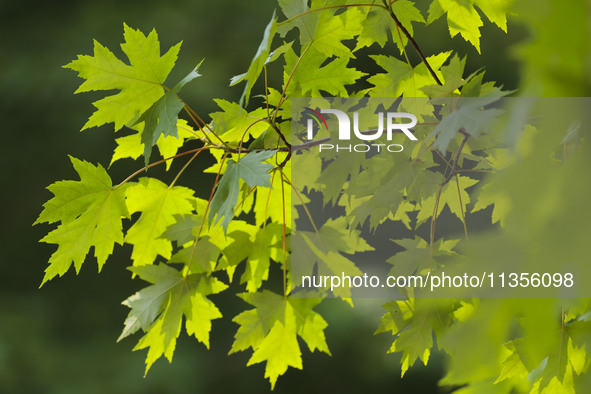 Maple forests are being lush in the West Coast New Area in Qingdao, China, on June 23, 2024. 