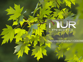 Maple forests are being lush in the West Coast New Area in Qingdao, China, on June 23, 2024. (