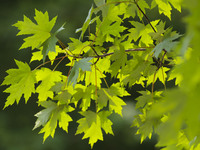 Maple forests are being lush in the West Coast New Area in Qingdao, China, on June 23, 2024. (