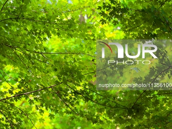 Maple forests are being lush in the West Coast New Area in Qingdao, China, on June 23, 2024. (