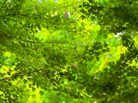 Maple forests are being lush in the West Coast New Area in Qingdao, China, on June 23, 2024. (