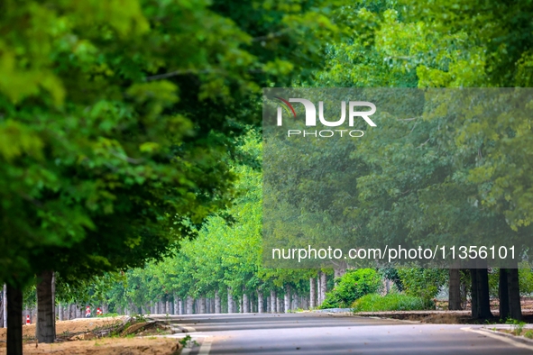 Maple forests are being lush in the West Coast New Area in Qingdao, China, on June 23, 2024. 