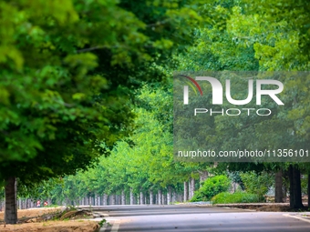 Maple forests are being lush in the West Coast New Area in Qingdao, China, on June 23, 2024. (