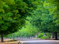 Maple forests are being lush in the West Coast New Area in Qingdao, China, on June 23, 2024. (