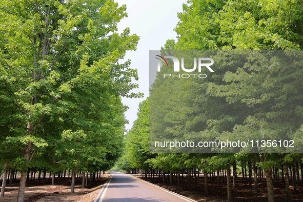 Maple forests are being lush in the West Coast New Area in Qingdao, China, on June 23, 2024. 