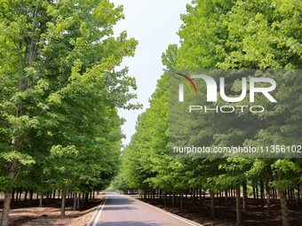 Maple forests are being lush in the West Coast New Area in Qingdao, China, on June 23, 2024. (