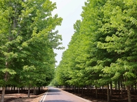 Maple forests are being lush in the West Coast New Area in Qingdao, China, on June 23, 2024. (