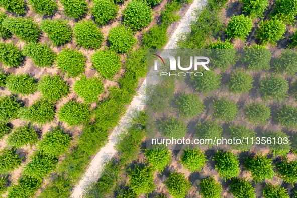 Maple forests are being lush in the West Coast New Area in Qingdao, China, on June 23, 2024. 