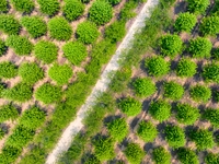 Maple forests are being lush in the West Coast New Area in Qingdao, China, on June 23, 2024. (