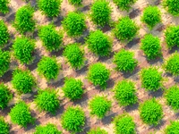 Maple forests are being lush in the West Coast New Area in Qingdao, China, on June 23, 2024. (