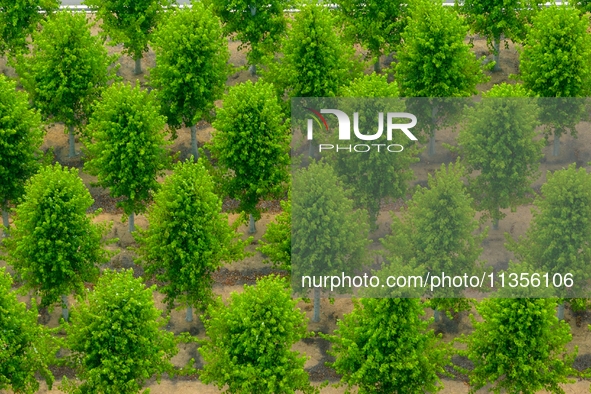 Maple forests are being lush in the West Coast New Area in Qingdao, China, on June 23, 2024. 