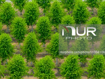 Maple forests are being lush in the West Coast New Area in Qingdao, China, on June 23, 2024. (