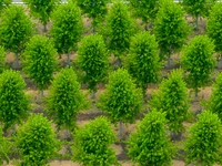 Maple forests are being lush in the West Coast New Area in Qingdao, China, on June 23, 2024. (