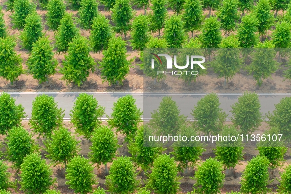 Maple forests are being lush in the West Coast New Area in Qingdao, China, on June 23, 2024. 