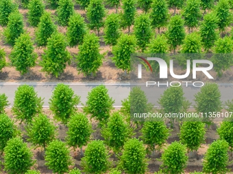 Maple forests are being lush in the West Coast New Area in Qingdao, China, on June 23, 2024. (